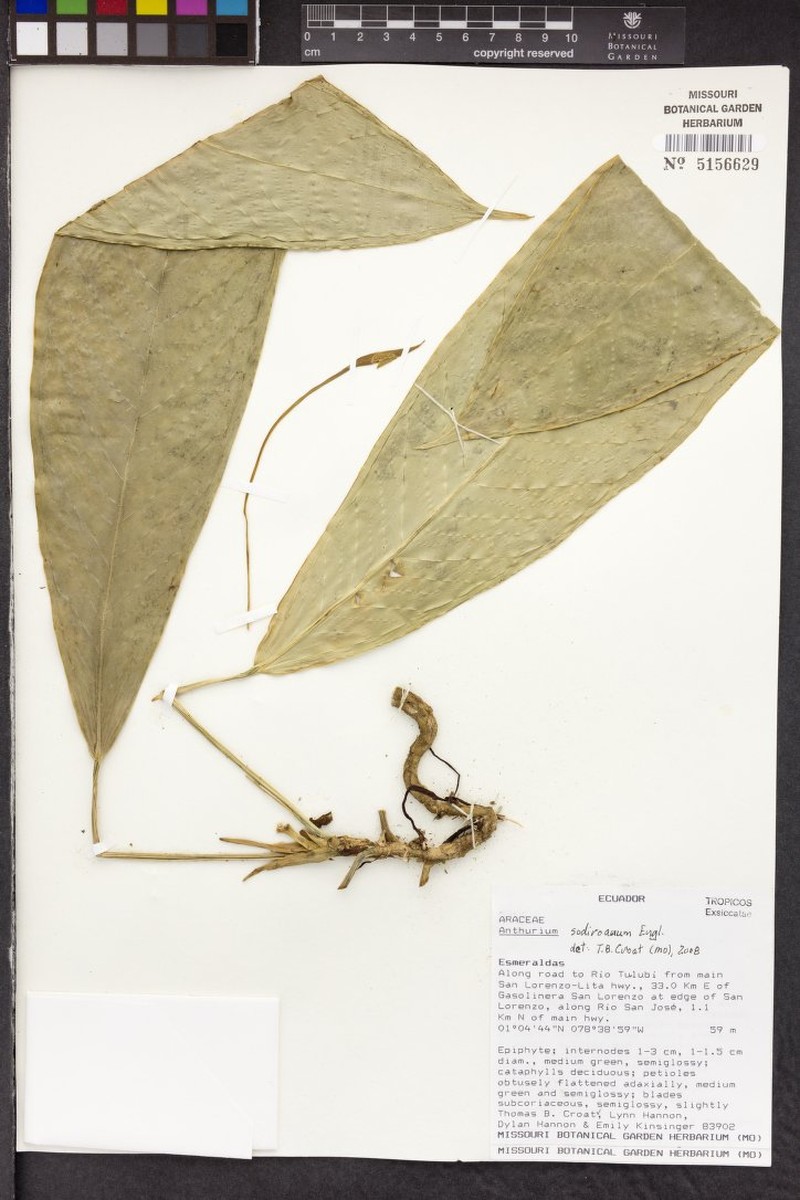 Anthurium sodiroanum photo 2