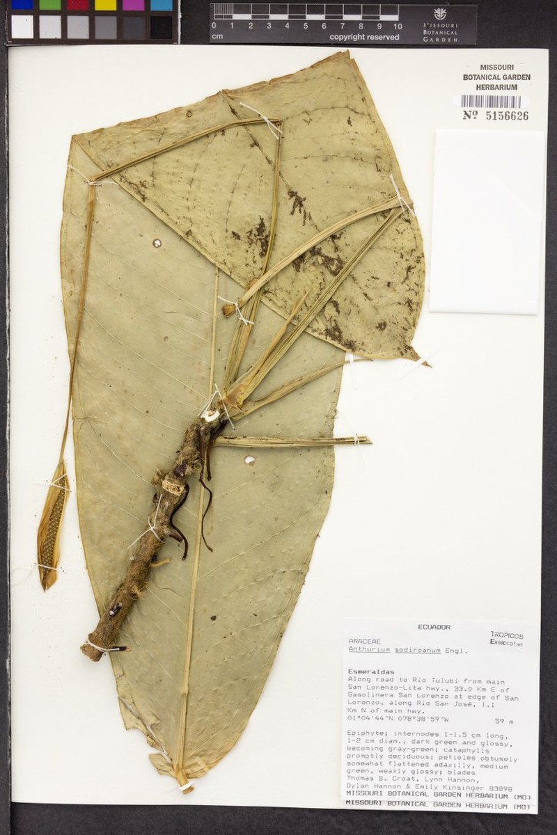 Anthurium sodiroanum photo 3