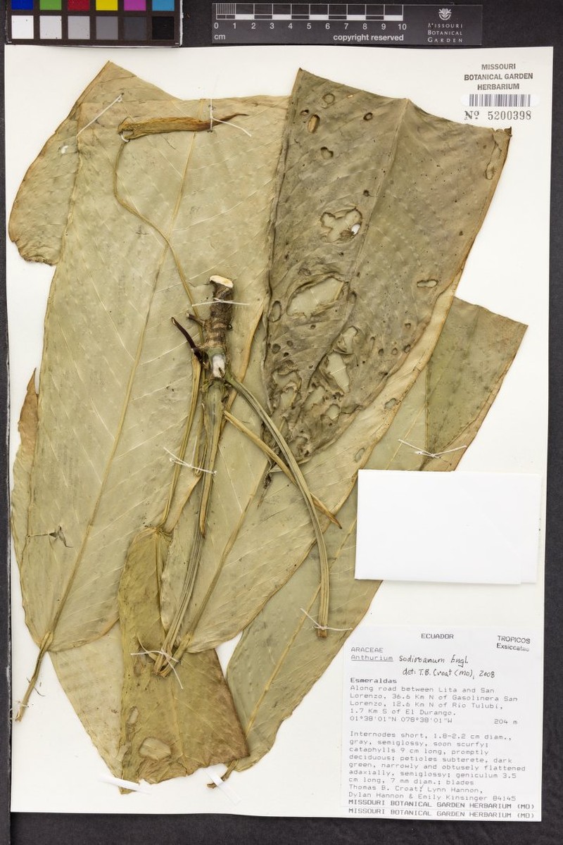 Anthurium sodiroanum photo 4