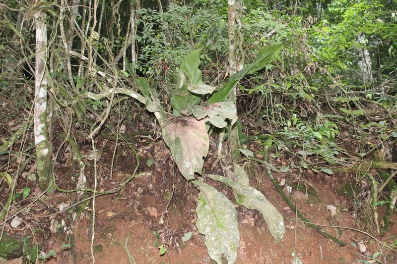 Anthurium solitarium
