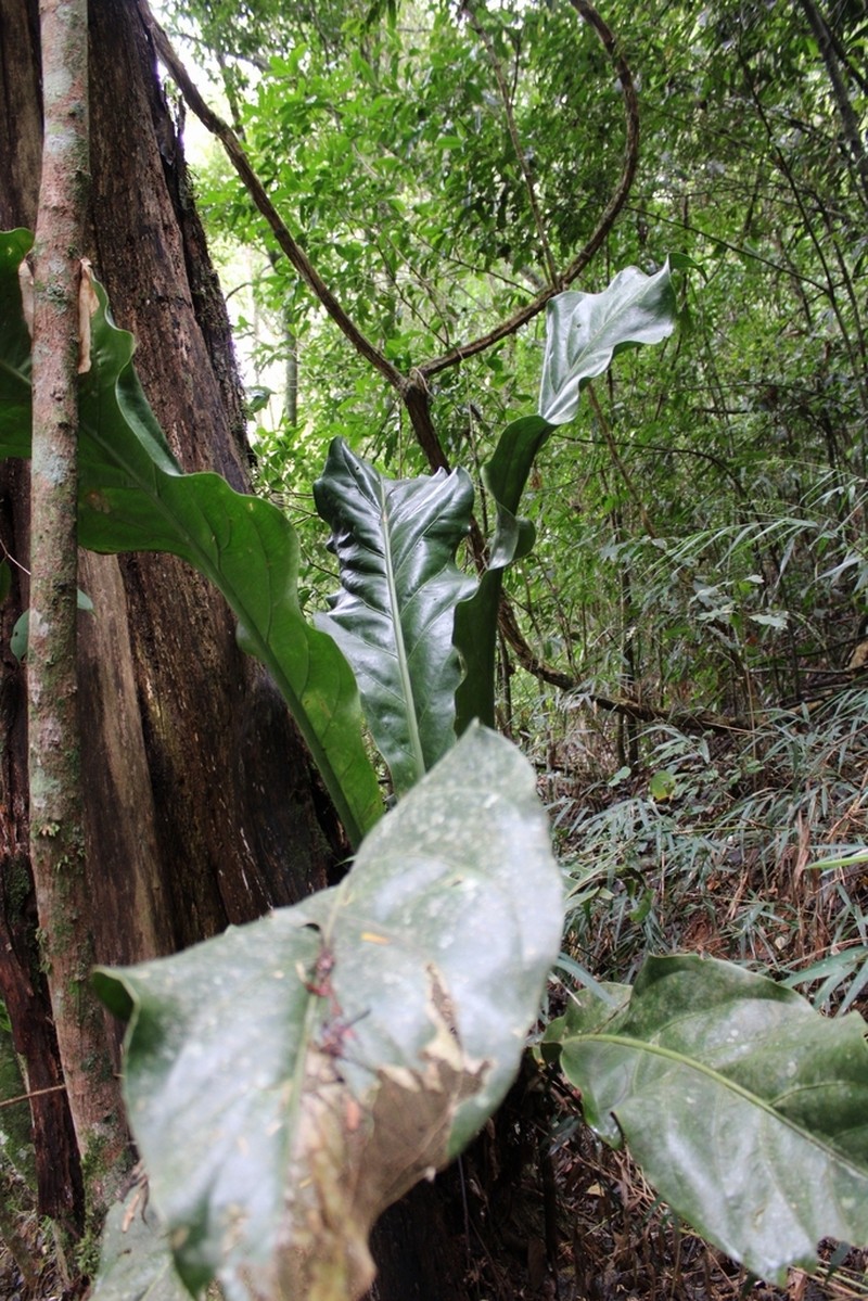 Anthurium solitarium photo 2