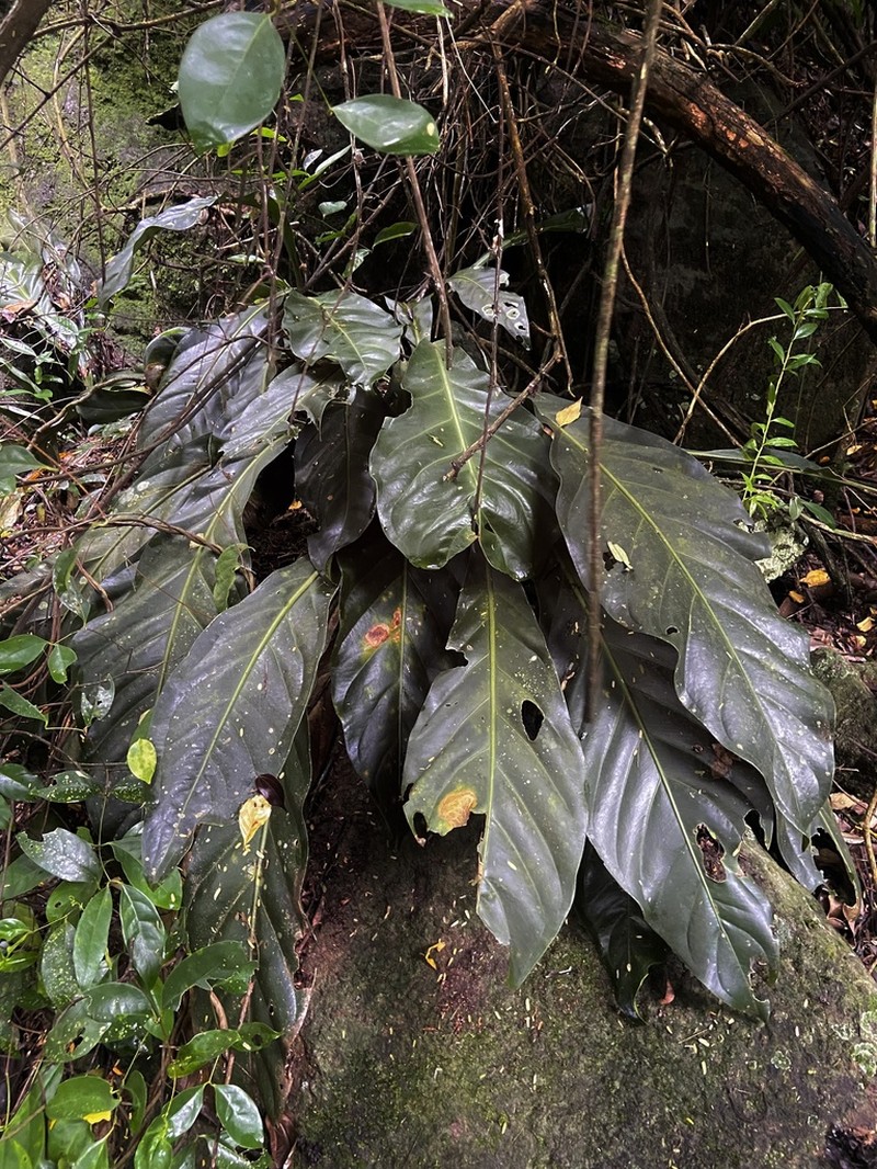 Anthurium solitarium photo 3