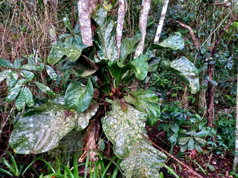 Anthurium solitarium photo 4