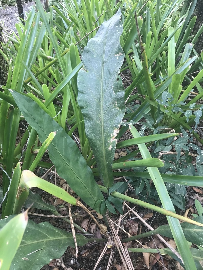 Anthurium solitarium photo 5