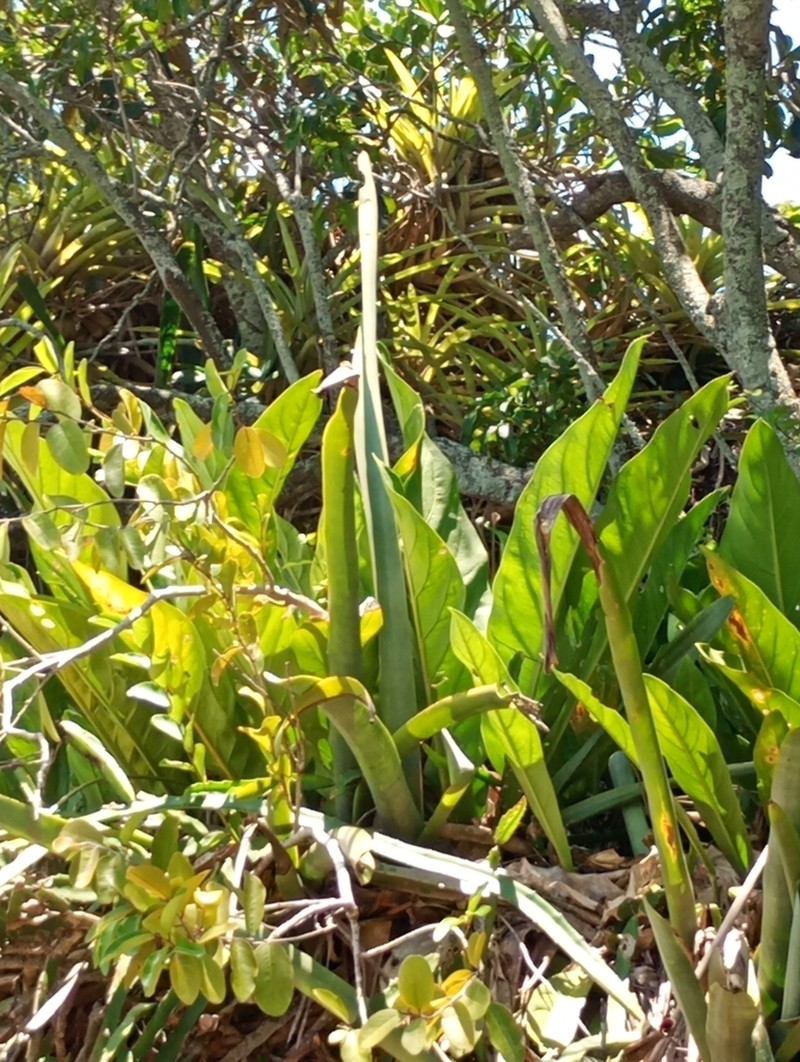 Anthurium solitarium photo 8