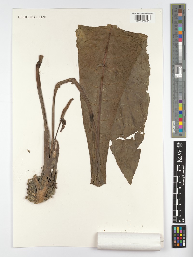 Anthurium solomonii photo 3
