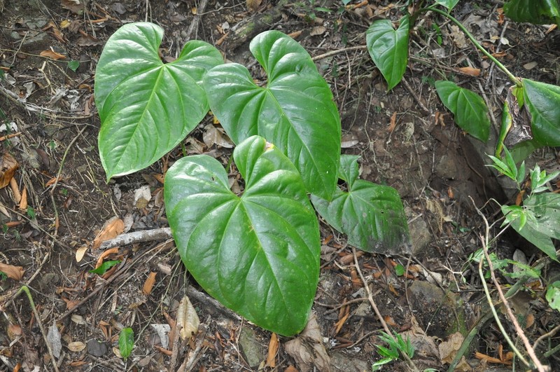 Anthurium sonaense