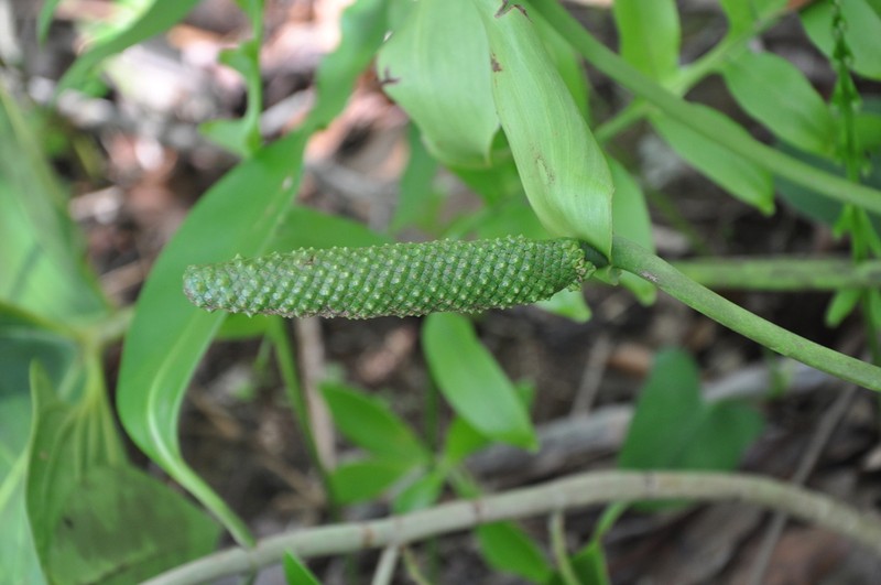 Anthurium sonaense photo 2
