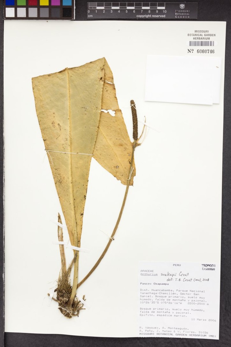 Anthurium soukupii photo 5