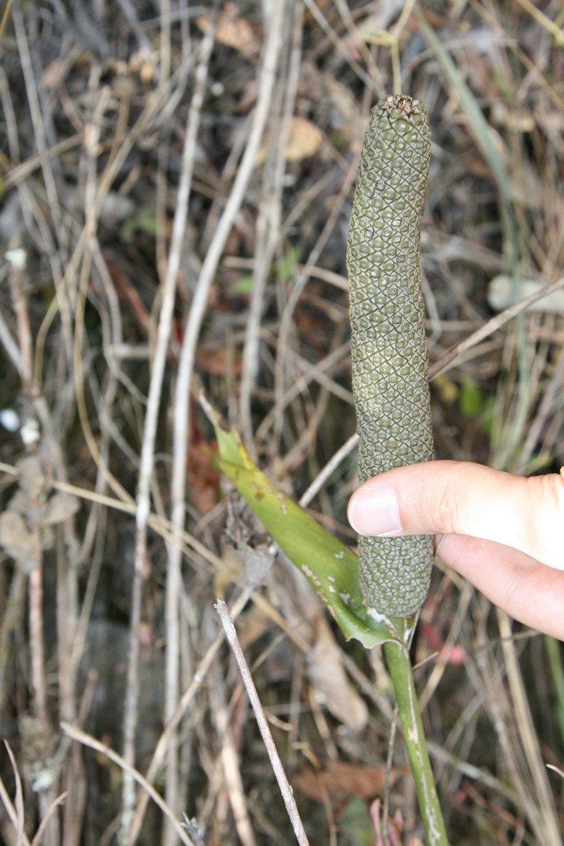 Anthurium soukupii