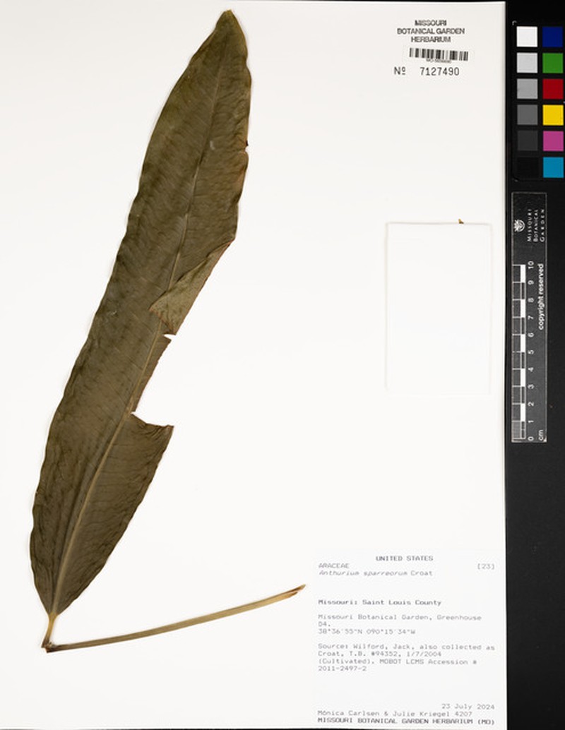 Anthurium sparreorum photo 2