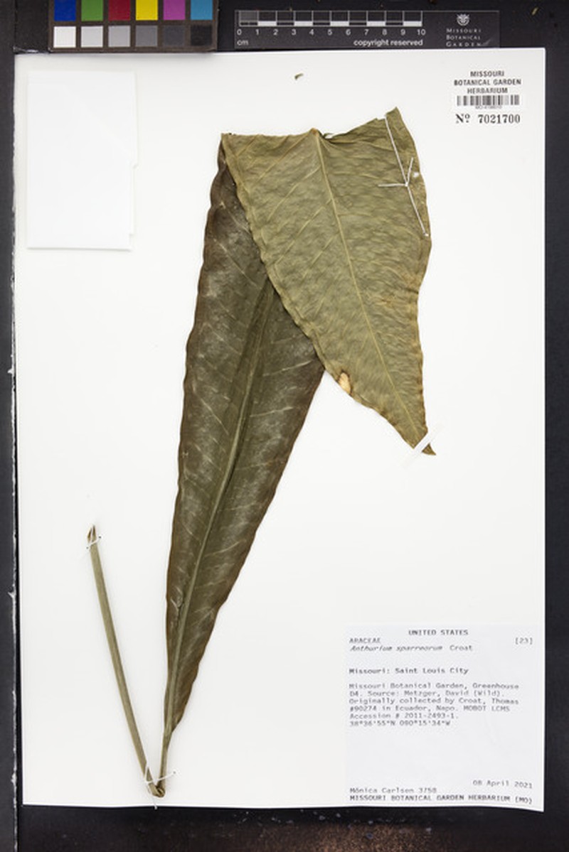 Anthurium sparreorum photo 3