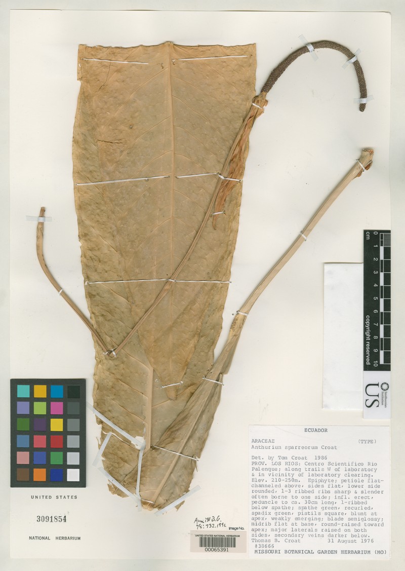 Anthurium sparreorum