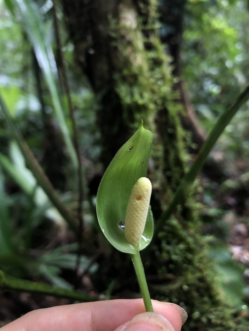 Anthurium spathiphyllum