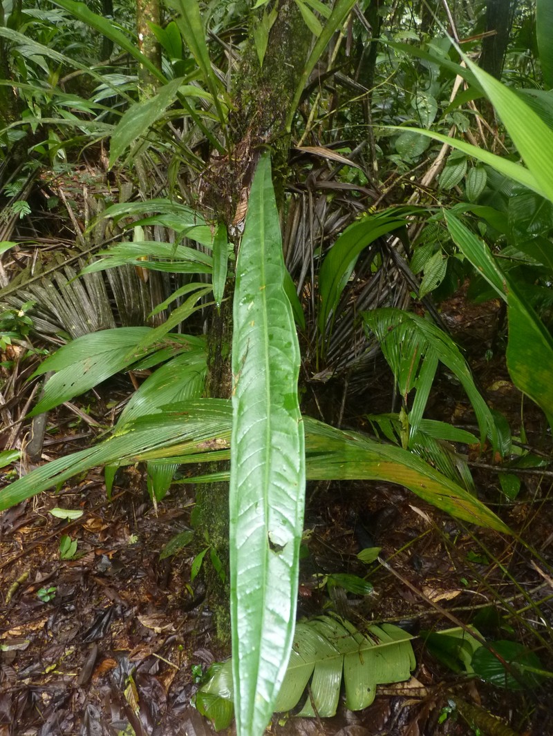 Anthurium spathiphyllum photo 5