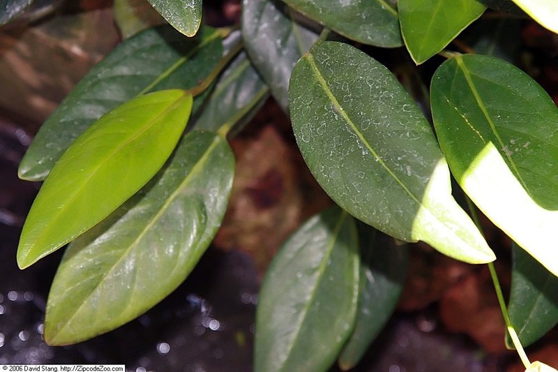 Anthurium spathulifolium