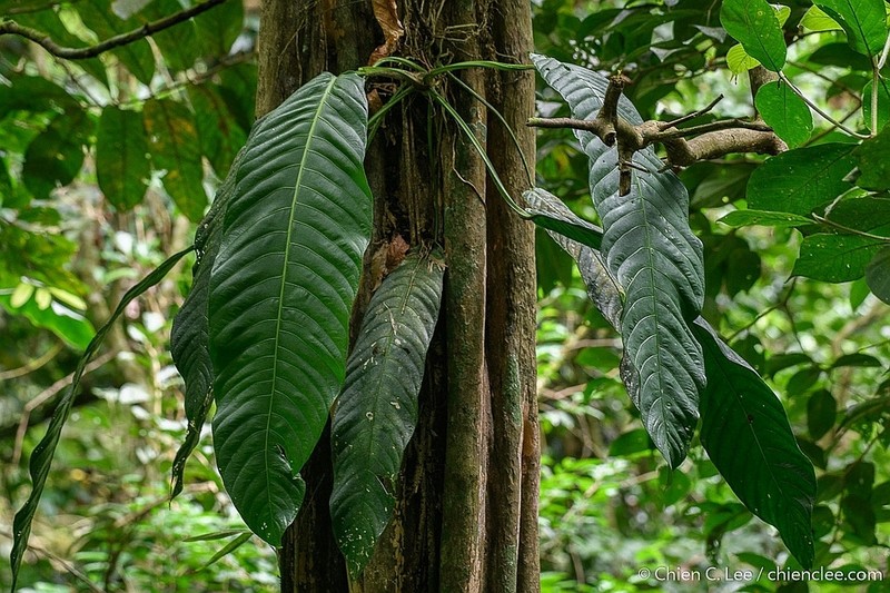 Anthurium spectabile