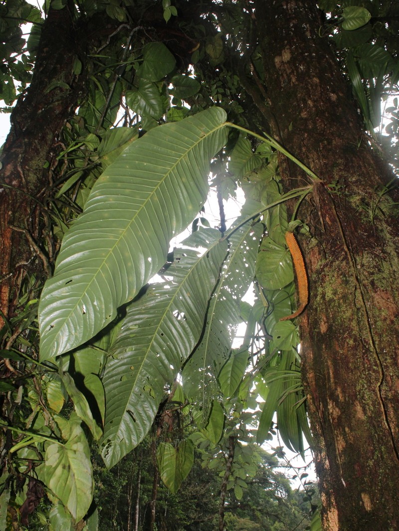 Anthurium spectabile photo 2