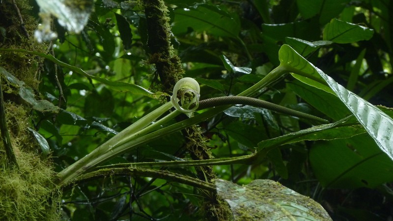 Anthurium spectabile photo 3