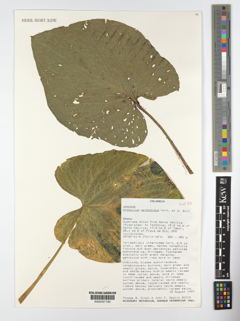 Anthurium splendidum photo 3