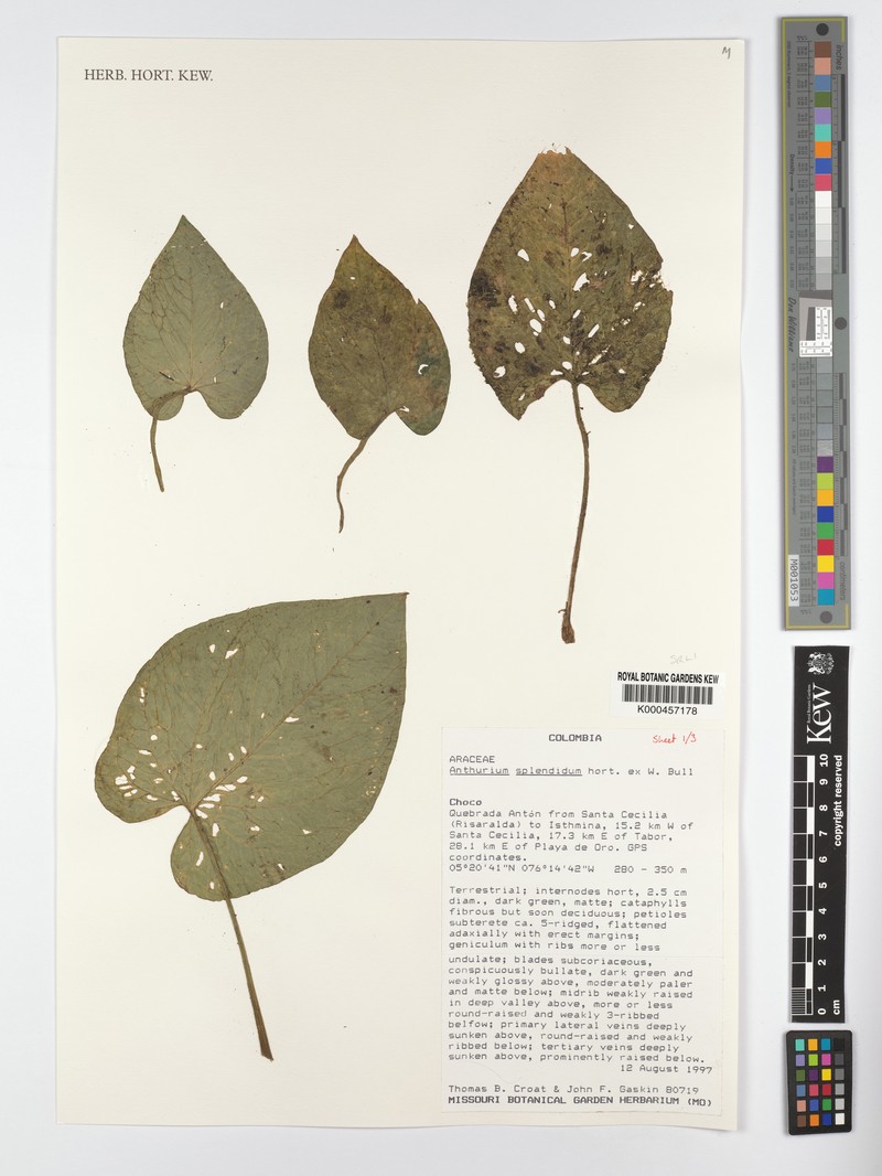 Anthurium splendidum photo 5
