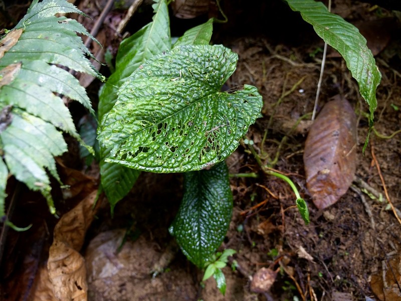 Anthurium splendidum