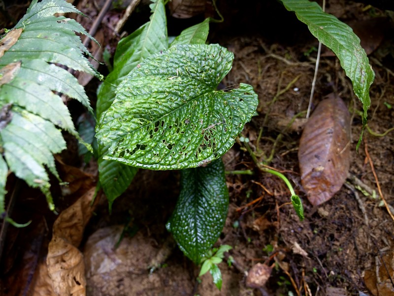 Anthurium splendidum photo 2