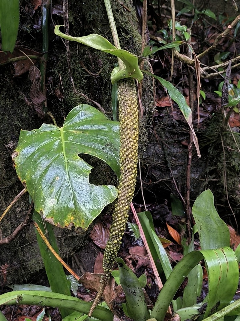 Anthurium standleyi