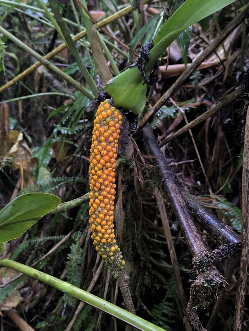 Anthurium standleyi photo 2