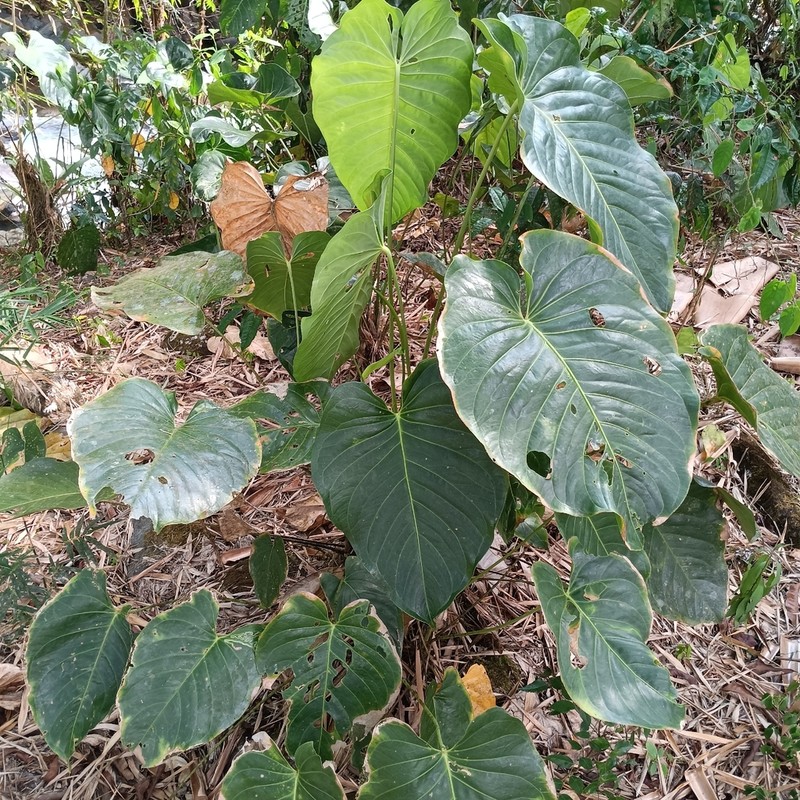 Anthurium standleyi photo 3