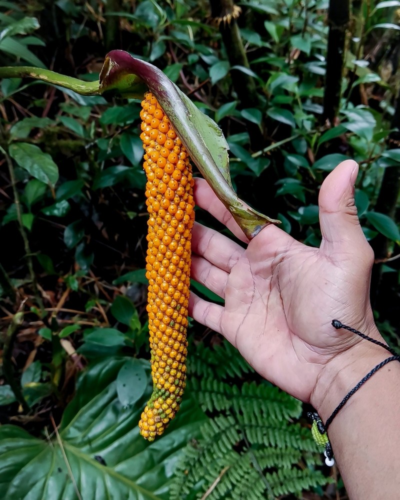 Anthurium standleyi photo 5