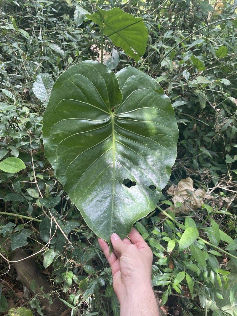 Anthurium standleyi photo 6