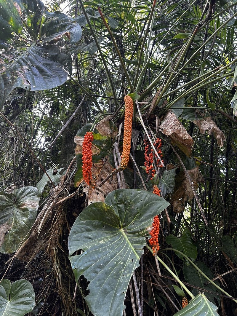 Anthurium standleyi photo 7