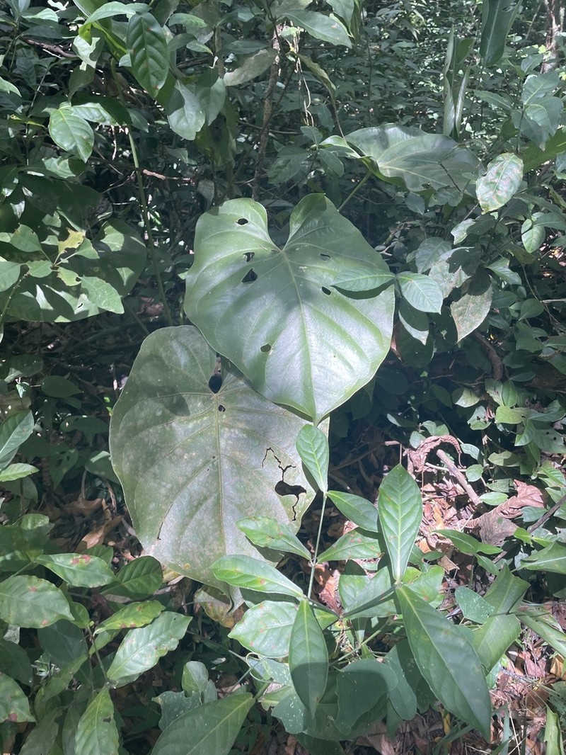 Anthurium standleyi photo 8