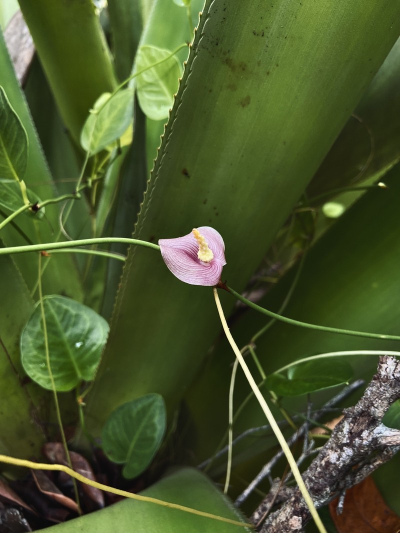 Anthurium sterilispadix photo 3