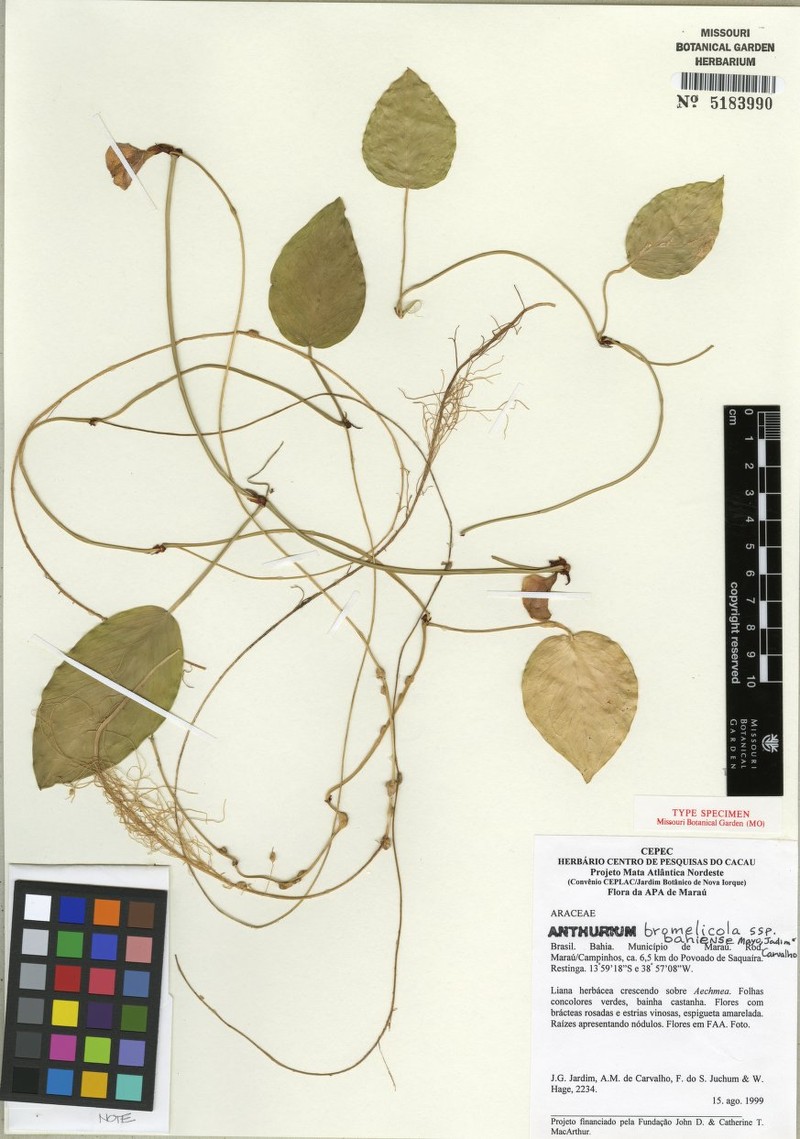 Anthurium sterilispadix photo 5