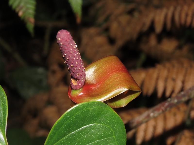 Anthurium stipitatum photo 5
