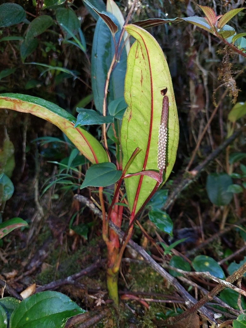 Anthurium stipitatum
