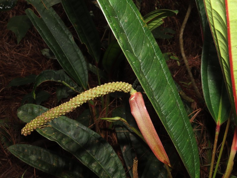 Anthurium stipitatum photo 2