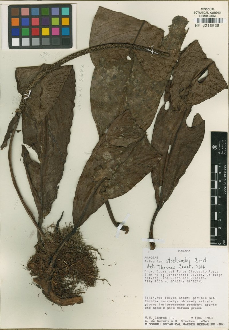 Anthurium stockwellii