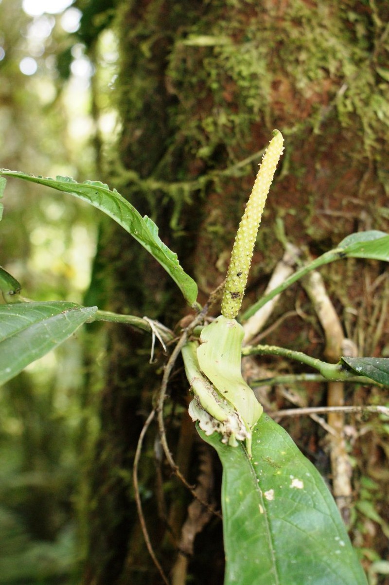 Anthurium subcarinatum