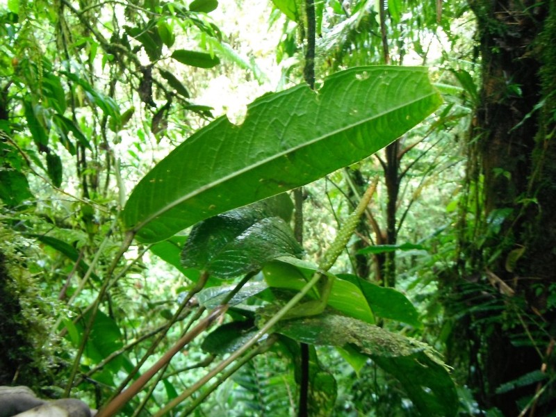 Anthurium subcarinatum photo 2
