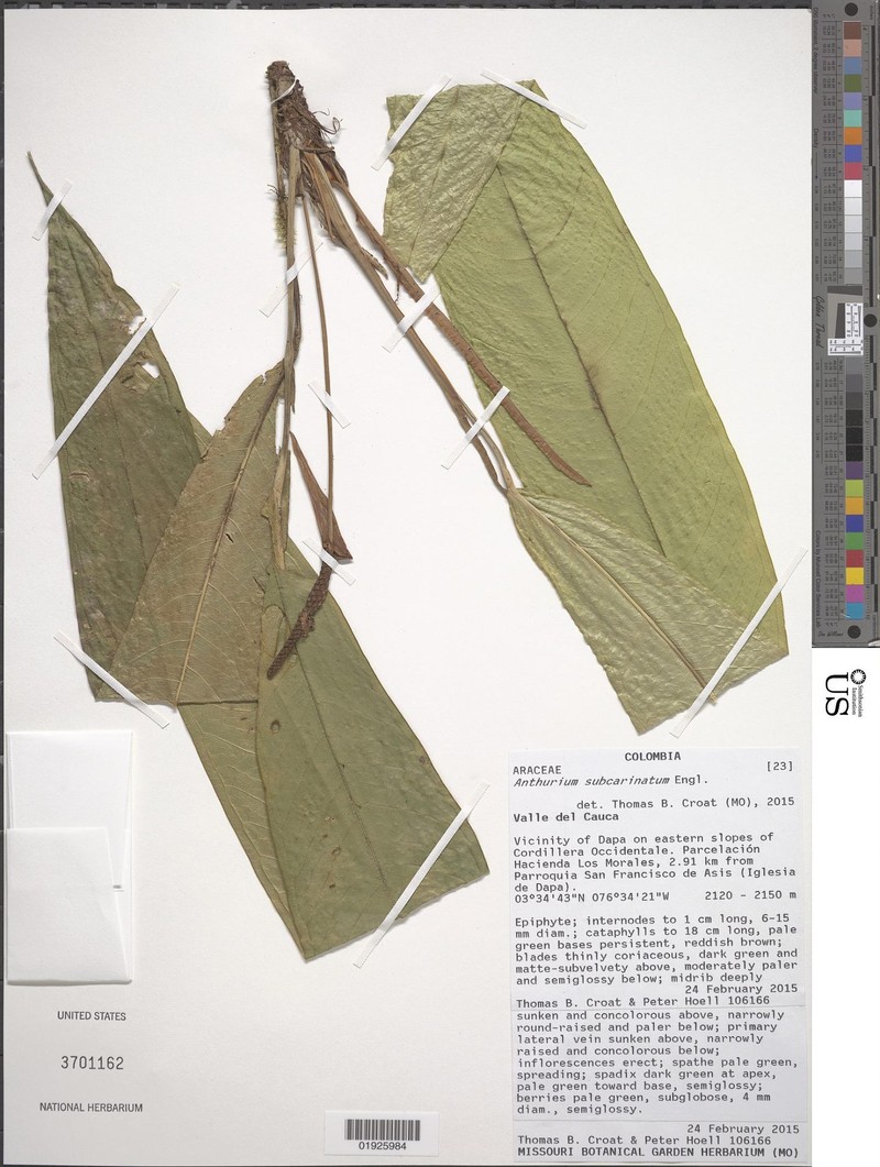 Anthurium subcarinatum photo 3