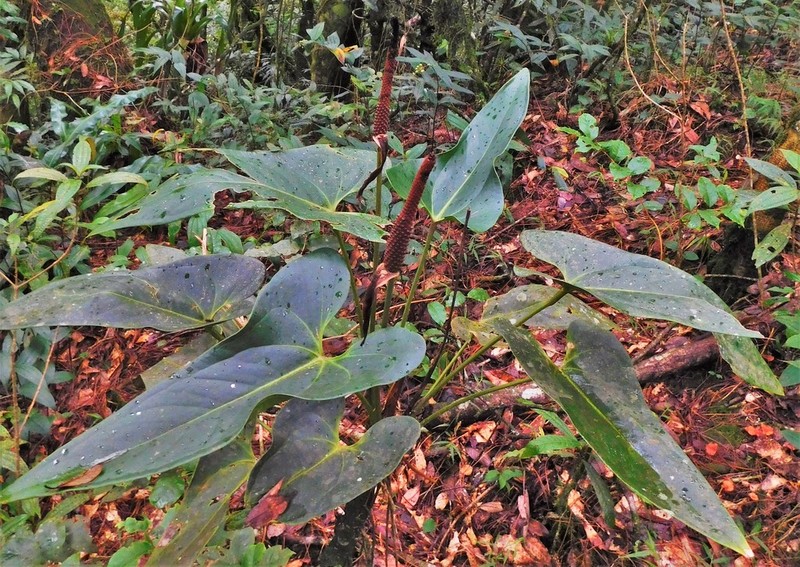 Anthurium subcaudatum photo 2