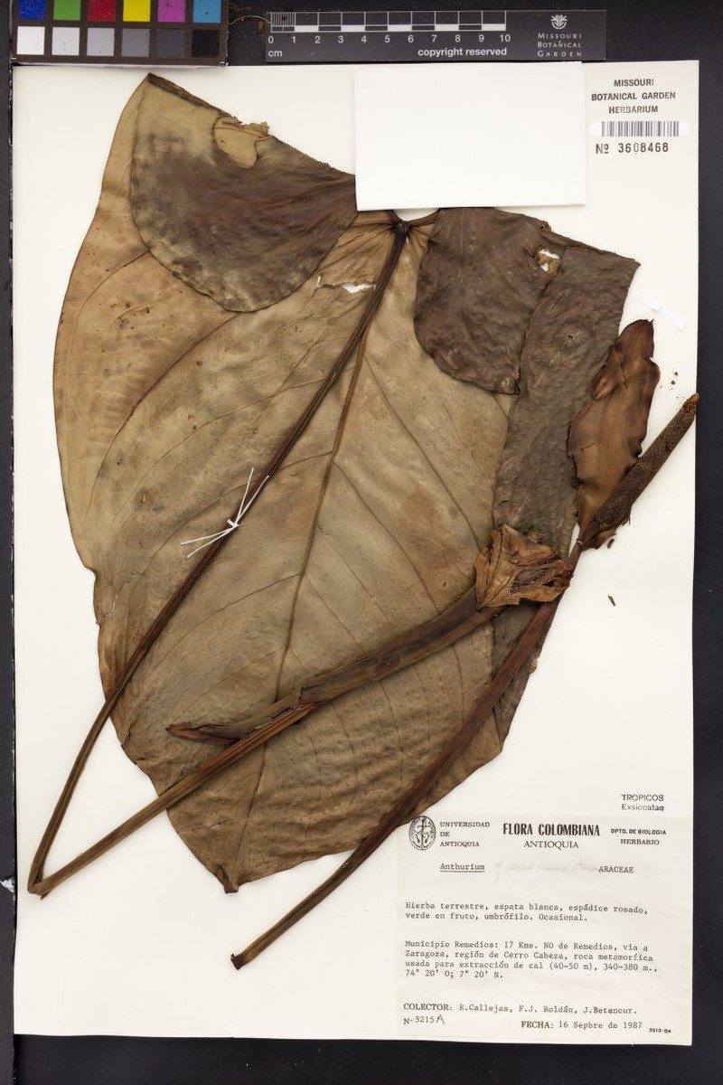 Anthurium subcaudatum photo 3