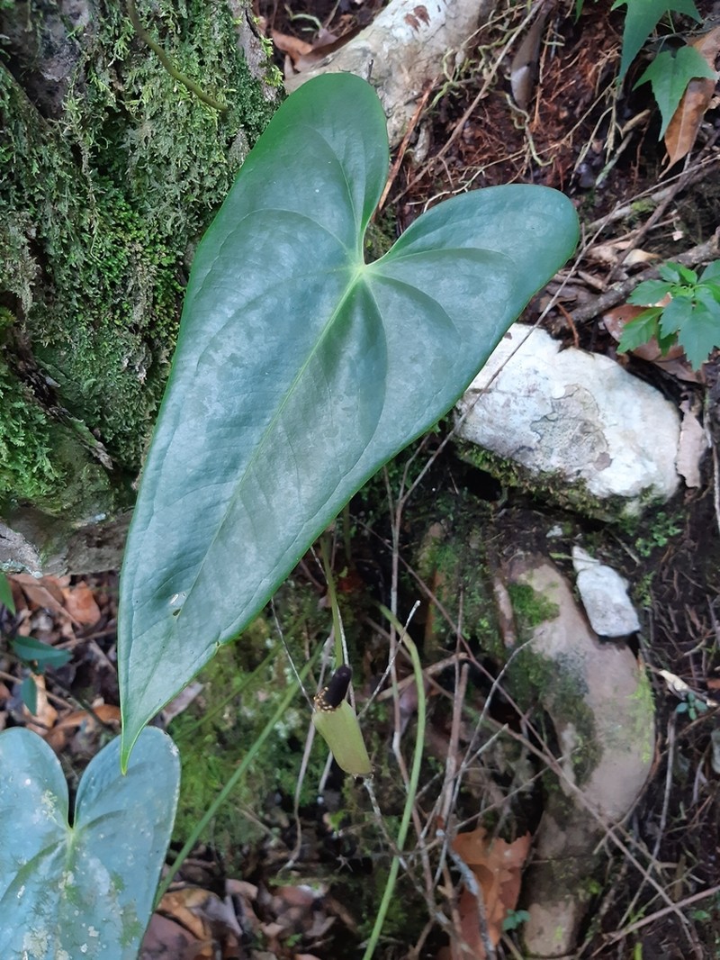 Anthurium subcaudatum