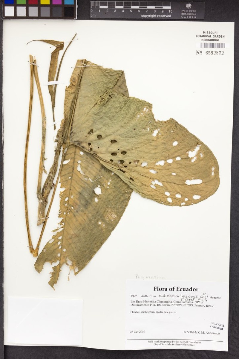 Anthurium subcoerulescens photo 2