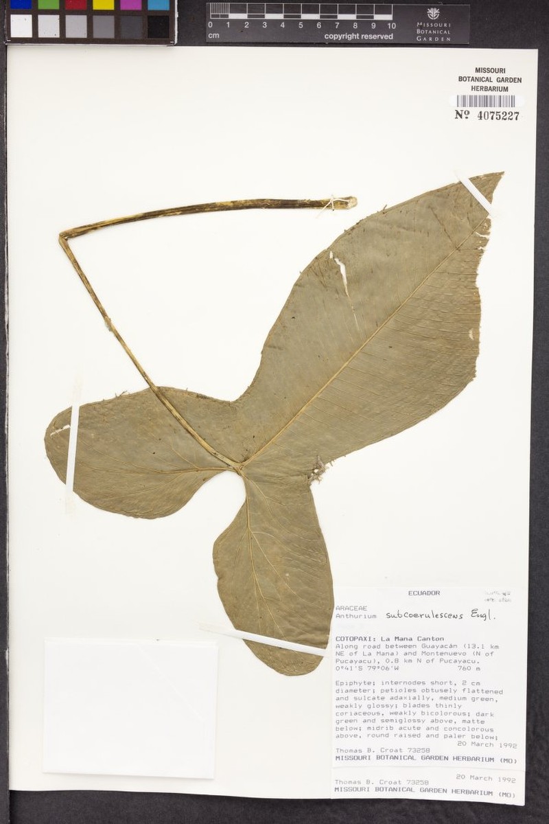 Anthurium subcoerulescens photo 3