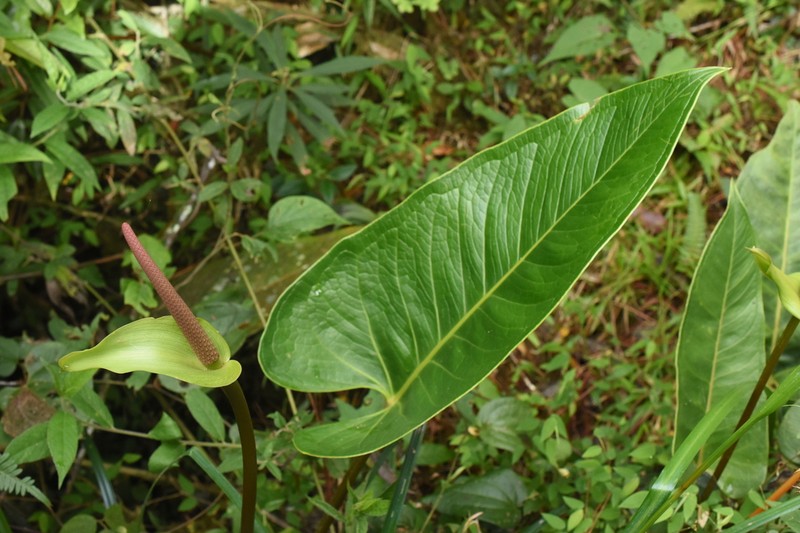 Anthurium subcordatum