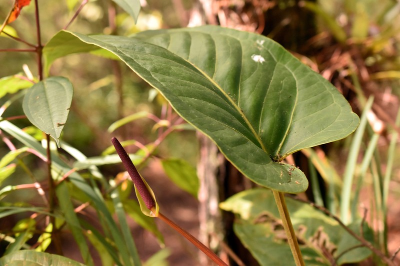 Anthurium subcordatum photo 2